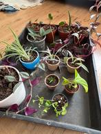 Stekjes van verschillende planten en groottes, Ophalen, Halfschaduw, Minder dan 100 cm