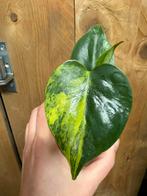 Monstera deliciosa variegata plant lemon lime halfmoon aurea, Huis en Inrichting, Kamerplanten, Ophalen of Verzenden, Halfschaduw