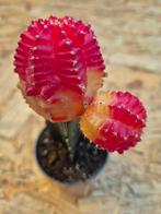 Cactus Gymnocalycium Mihanovichii p7, Huis en Inrichting, Kamerplanten, Ophalen of Verzenden, Cactus, Volle zon, Minder dan 100 cm