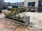 Aanplanten beukenhaag 80-100cm inclusief alles en garantie!, Ophalen of Verzenden