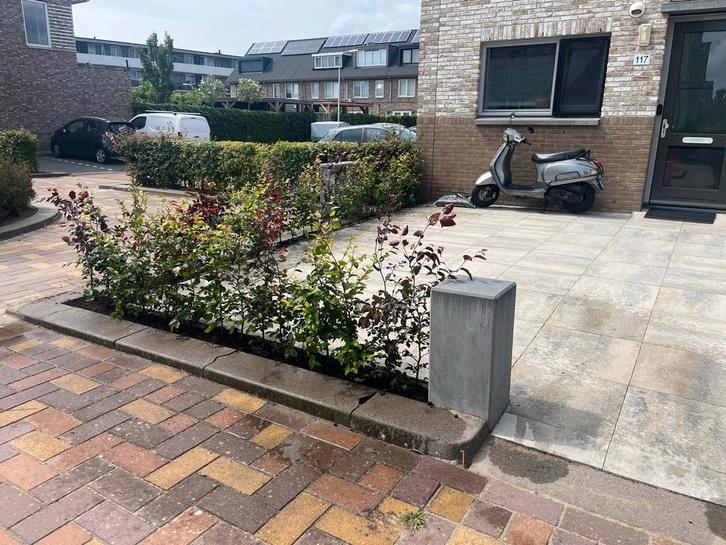 Aanplanten beukenhaag 80-100cm inclusief alles en garantie!, Tuin en Terras, Planten | Struiken en Hagen, Ophalen of Verzenden