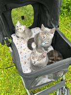 Brits Korthaar Blauw 🌸, Dieren en Toebehoren, Katten en Kittens | Raskatten | Korthaar, Meerdere dieren, Gechipt, 0 tot 2 jaar