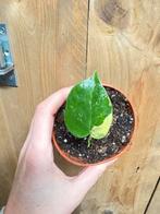 Monstera deliciosa variegata plant lemon mint aurea large, Huis en Inrichting, Kamerplanten, Ophalen of Verzenden, Halfschaduw