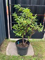 Amerikaanse vogelkers, Pre-Bonsai, Ophalen, Zomer, Volle zon
