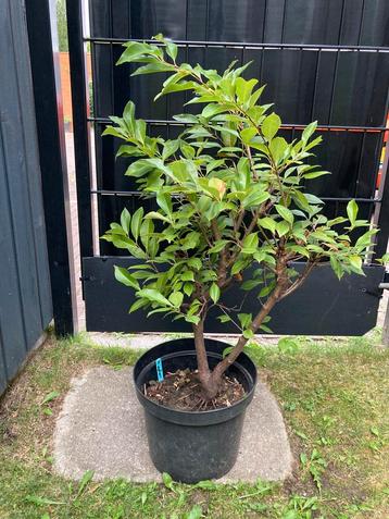 Amerikaanse vogelkers, Pre-Bonsai beschikbaar voor biedingen