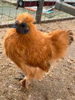 Zijdehoen kriel haantje, Mannelijk, Kip