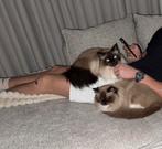 Herplaatsing Ragdolls, Meerdere dieren, 6 jaar of ouder
