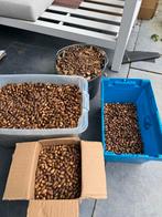 Eikels te koop!, Ophalen of Verzenden
