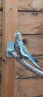 Jonge valkparkiet.  Leuk om tam te maken ., Dieren en Toebehoren, Geslacht onbekend, Parkiet