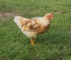 4 jonge haantjes, Dieren en Toebehoren, Pluimvee, Mannelijk, Kip