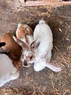 Konijnen te koop, Dieren en Toebehoren, Konijnen, Mannelijk