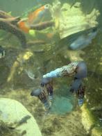 Prachtige torenslakjes, Dieren en Toebehoren, Vissen | Aquariumvissen, Vis