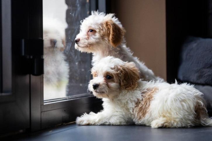 Maltipoo pups, Dieren en Toebehoren, Honden | Chihuahua's en Gezelschapshonden, Meerdere dieren, Overige rassen, Fokker | Professioneel