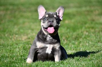 Franse Bulldog pups te koop beschikbaar voor biedingen