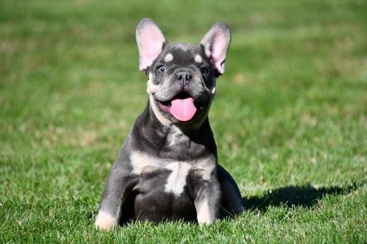Franse Bulldog pups te koop, Dieren en Toebehoren, Honden | Bulldogs, Pinschers en Molossers, Meerdere dieren, Bulldog, Fokker | Professioneel