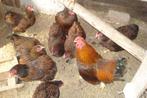 Broedeieren,wyandotte en Barnevelder, Dieren en Toebehoren, Pluimvee, Geslacht onbekend, Kip