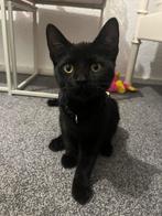Kitten 4 maanden + benodigdheden, Kater, Ontwormd, 0 tot 2 jaar