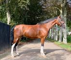 Stoere 5-jarige Allrounder aangeboden, Dieren en Toebehoren, Paarden, B, Gechipt, Ruin, 3 tot 6 jaar