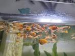 Guppy speciale hele mooie 15 stuks, Vis