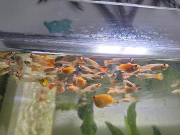 Guppy speciale hele mooie 15 stuks beschikbaar voor biedingen