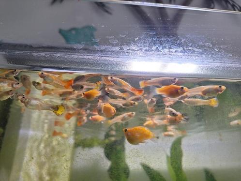 Guppy speciale hele mooie 15 stuks, Dieren en Toebehoren, Vissen | Aquariumvissen, Vis