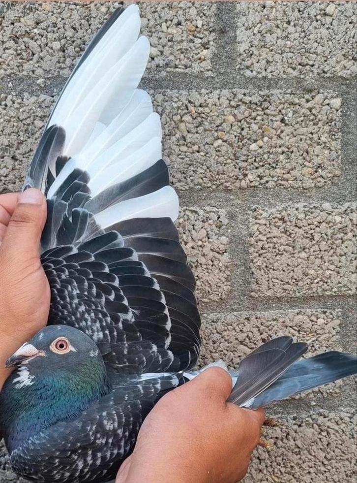 Postduif Directe zoon van "NIEK", Dieren en Toebehoren, Vogels | Duiven, Postduif, Mannelijk