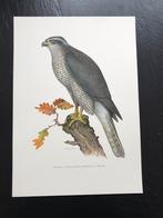 9 prenten roofvogels 19x 27 cm samen 18 euro oa havik, Antiek en Kunst, Natuur en Biologie, Ophalen of Verzenden