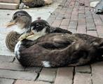 Eenden, Dieren en Toebehoren, Pluimvee, Meerdere dieren, Eend