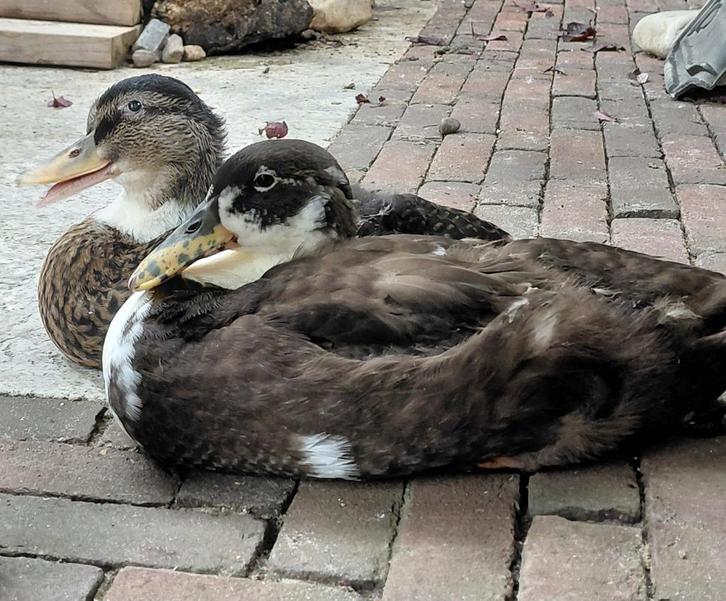 Eenden, Dieren en Toebehoren, Pluimvee, Eend, Meerdere dieren