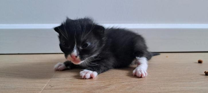 2 kittens, Dieren en Toebehoren, Katten en Kittens | Overige Katten, Kortharig, Geslacht onbekend, 0 tot 2 jaar