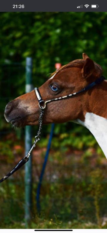 Te koop, hengst, NMPRS, BMP, minipaard, pony, miniatuurpaard beschikbaar voor biedingen