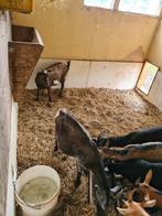 Te hoop, dwerggeit, Dieren en Toebehoren, Schapen, Geiten en Varkens, Vrouwelijk, Geit, 0 tot 2 jaar