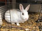 Konijn, Vrouwelijk, Middelgroot, 0 tot 2 jaar