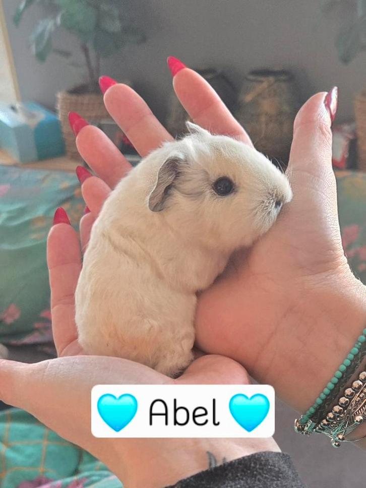 CH Teddy cavia beertjes, Dieren en Toebehoren, Knaagdieren, Mannelijk, Cavia, December, Tam