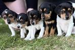 Prachtige boerenfox pup, Rabiës (hondsdolheid), 8 tot 15 weken, Eén hond, Nederland