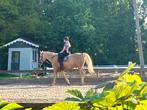 Verzorgster aangeboden / verzorgpony gezocht, Dieren en Toebehoren, Paarden en Pony's | Verzorgingsproducten, Ophalen of Verzenden