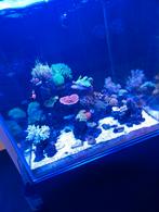 BlueMarine Reef 125L, Ophalen of Verzenden, Gebruikt, Leeg aquarium
