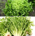 Andijvie zaden, Verzenden, Zaad