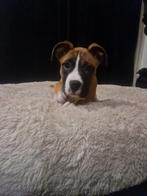 Boxer pup (Amerikaanse), België, Particulier, Rabiës (hondsdolheid), 8 tot 15 weken