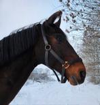 Super lieve 15 jarige all round Z1 ruin,, Ruin, Dressuurpaard, 170 tot 175 cm, 11 jaar of ouder