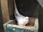 koppel bonte diamantduifjes diamantduiven, Dieren en Toebehoren, Vogels | Overige Vogels, Meerdere dieren, Tropenvogel