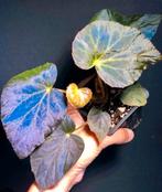 Begonia Pavonina - Pauwbegonia, Zeldzame Kamerplant, Bloeiende kamerplant, Ophalen of Verzenden, Halfschaduw, Minder dan 100 cm