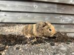 Ch teddy cavia, Dieren en Toebehoren, Knaagdieren, Cavia, Augustus, Meerdere dieren, Tam