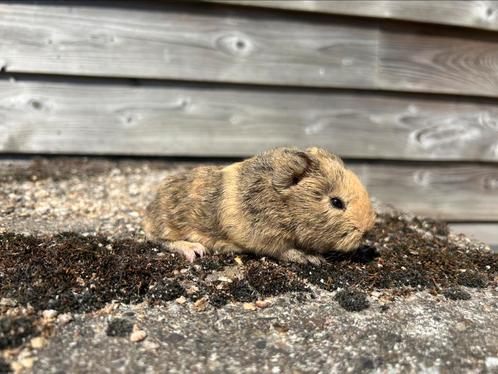 Ch teddy cavia, Dieren en Toebehoren, Knaagdieren, Meerdere dieren, Cavia, Augustus, Tam