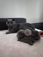 Britsekorthaar kittens, Dieren en Toebehoren, Katten en Kittens | Raskatten | Korthaar