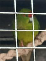 Te koop aangeboden 3 kakarikie s., Dieren en Toebehoren, Vogels | Parkieten en Papegaaien, Meerdere dieren, Parkiet