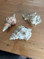 Mooie Schelpen Collectie, Ophalen of Verzenden, Gebruikt