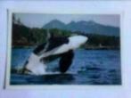 Ansichtkaart kleur : Orca. Canada, Verzamelen, Ansichtkaarten | Dieren, Ongelopen, Ophalen of Verzenden