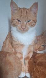 Lieve boerderij kittens (katers) te koop! Nog 2 rode over.., Dieren en Toebehoren, Katten en Kittens | Overige Katten, Meerdere dieren