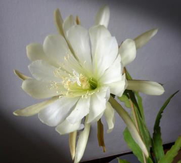 cactus HUNSRUCK CHAMPION  Epiphyllum EDNA STODDARD beschikbaar voor biedingen